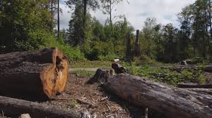 Professional Tree Services in Aspermont, TX