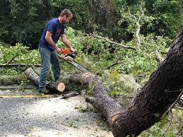 Best Tree Removal  in Aspermont, TX