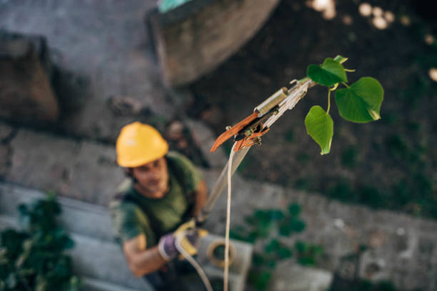 Best Tree Disease Treatment  in Aspermont, TX