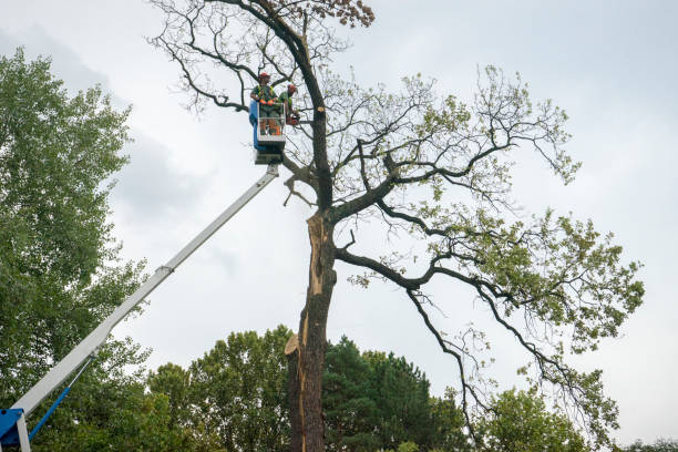 Leaf Removal in Aspermont, TX
