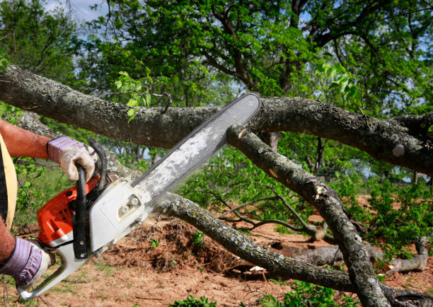 Best Tree Risk Assessment  in Aspermont, TX