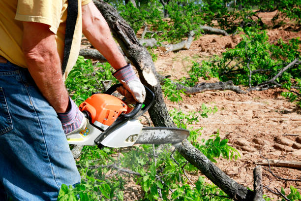 How Our Tree Care Process Works  in  Aspermont, TX